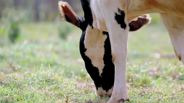Fresh Raw Milk